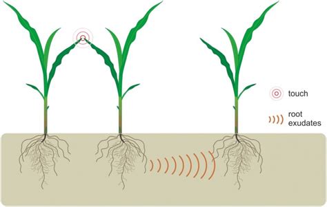 do plants like music? do plants communicate through their roots?